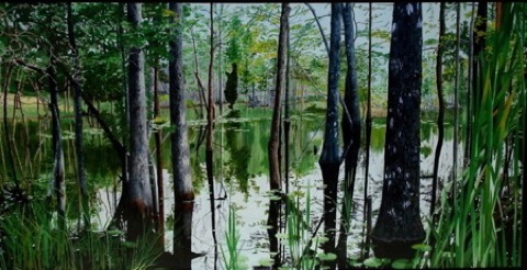 Harmony Creek Swamp - Summer